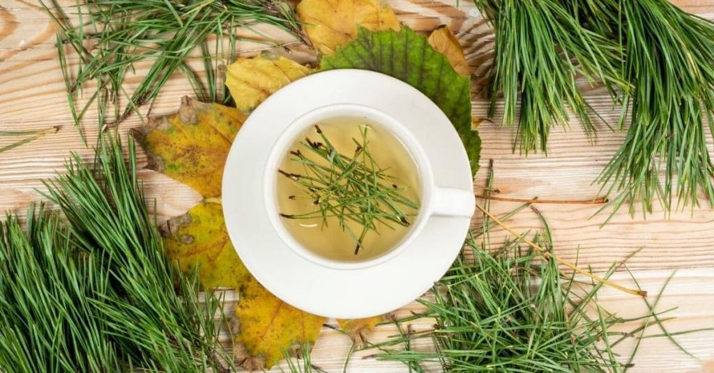 cup of pine needle tea