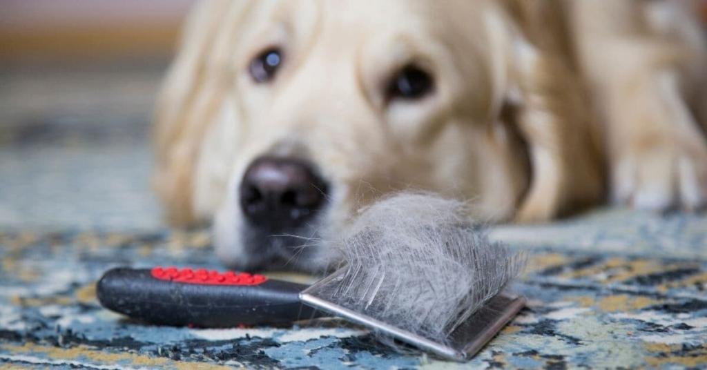 dog with dog brush